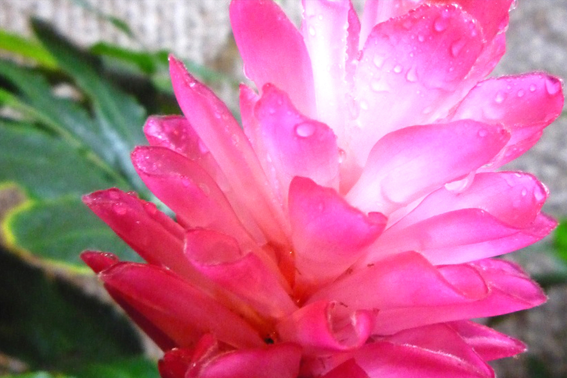 flower01_b