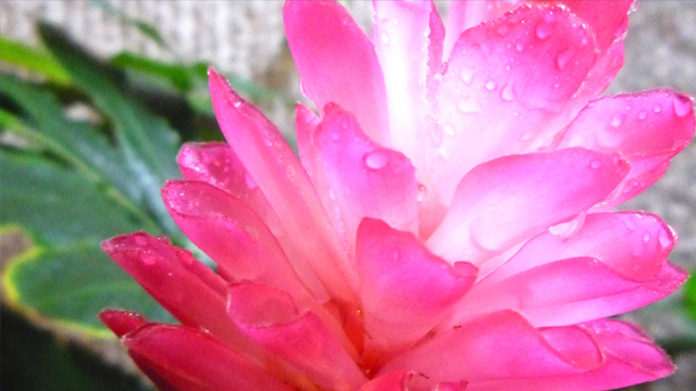 flower01