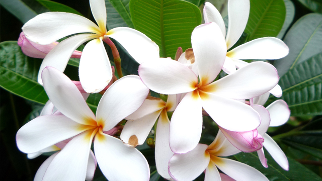 flower02