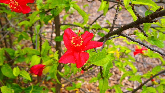 flower04