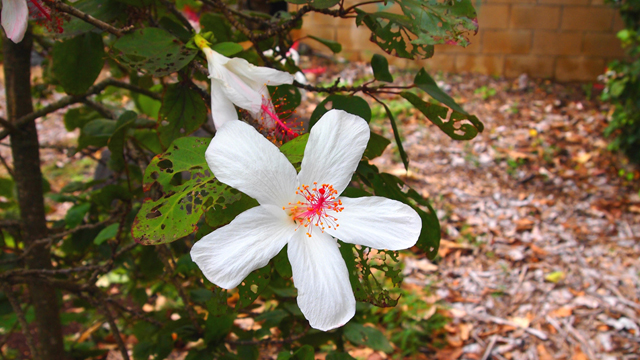 flower05